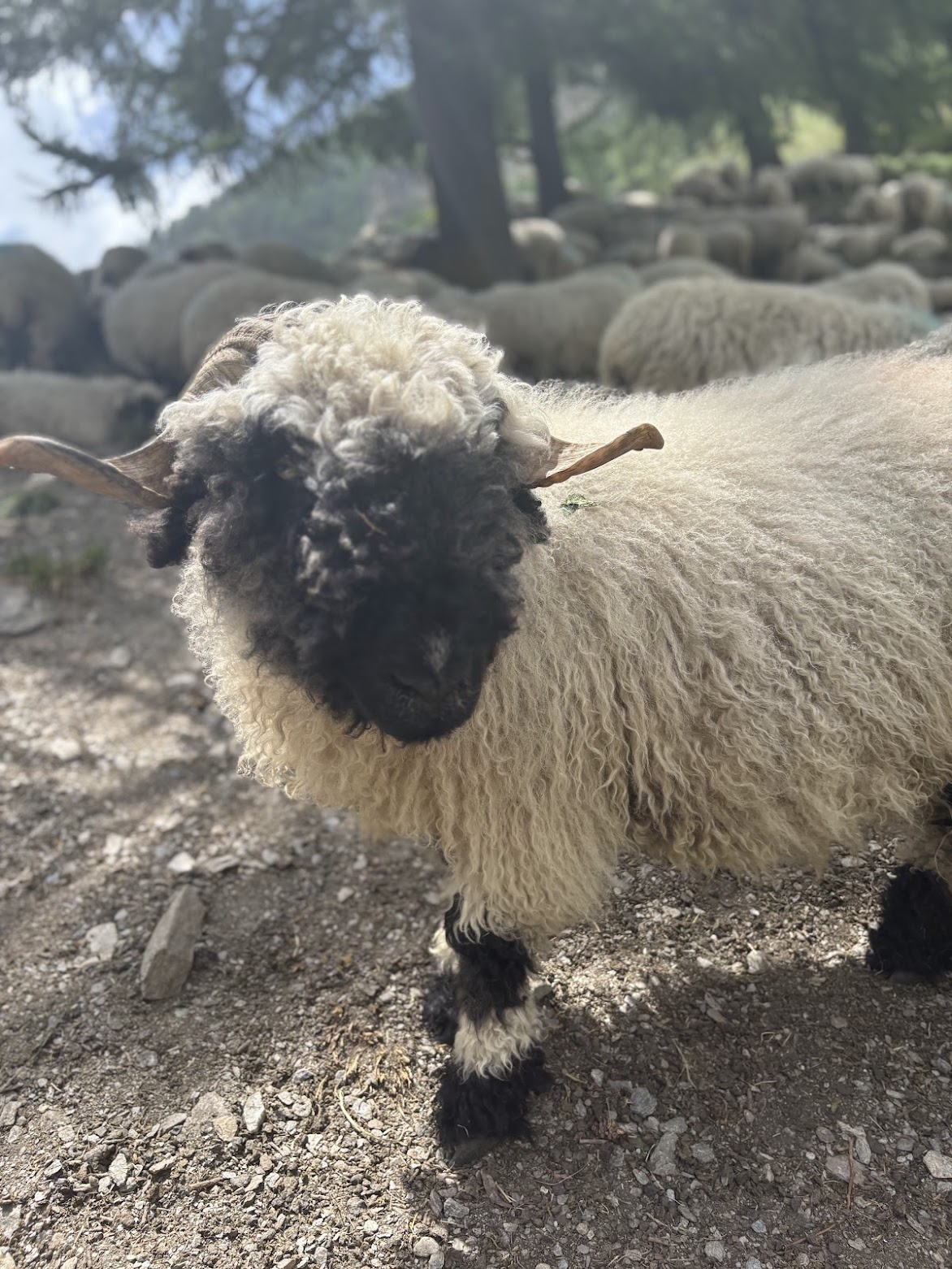 black-nose sheep, Zermatt